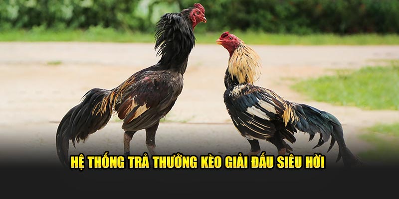Hệ thống trả thưởng kèo giải đấu siêu hời