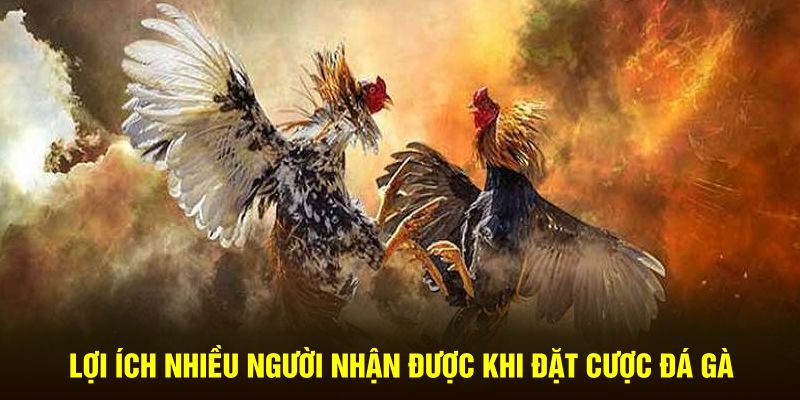 Lợi ích nhiều người nhận được khi đặt cược đá gà