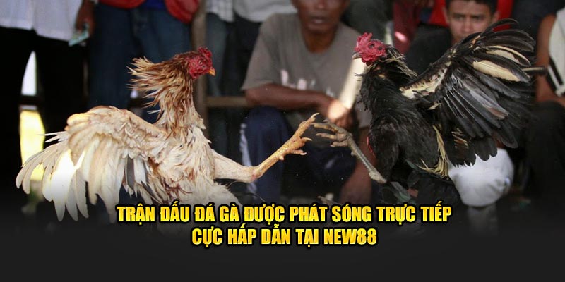 Trận đấu đá gà được phát sóng trực tiếp cực hấp dẫn tại NEW88